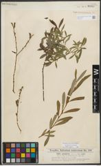 Foto von Salix purpurea L.